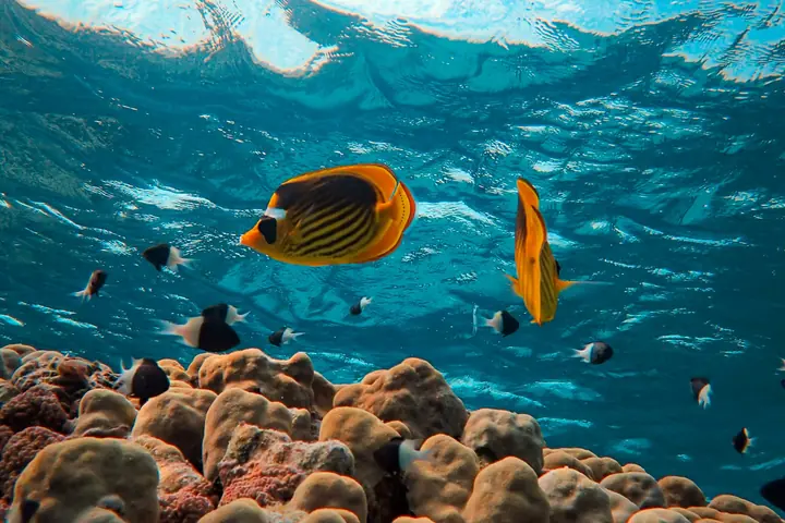 Red Sea snorkeling during an extended Egypt itinerary