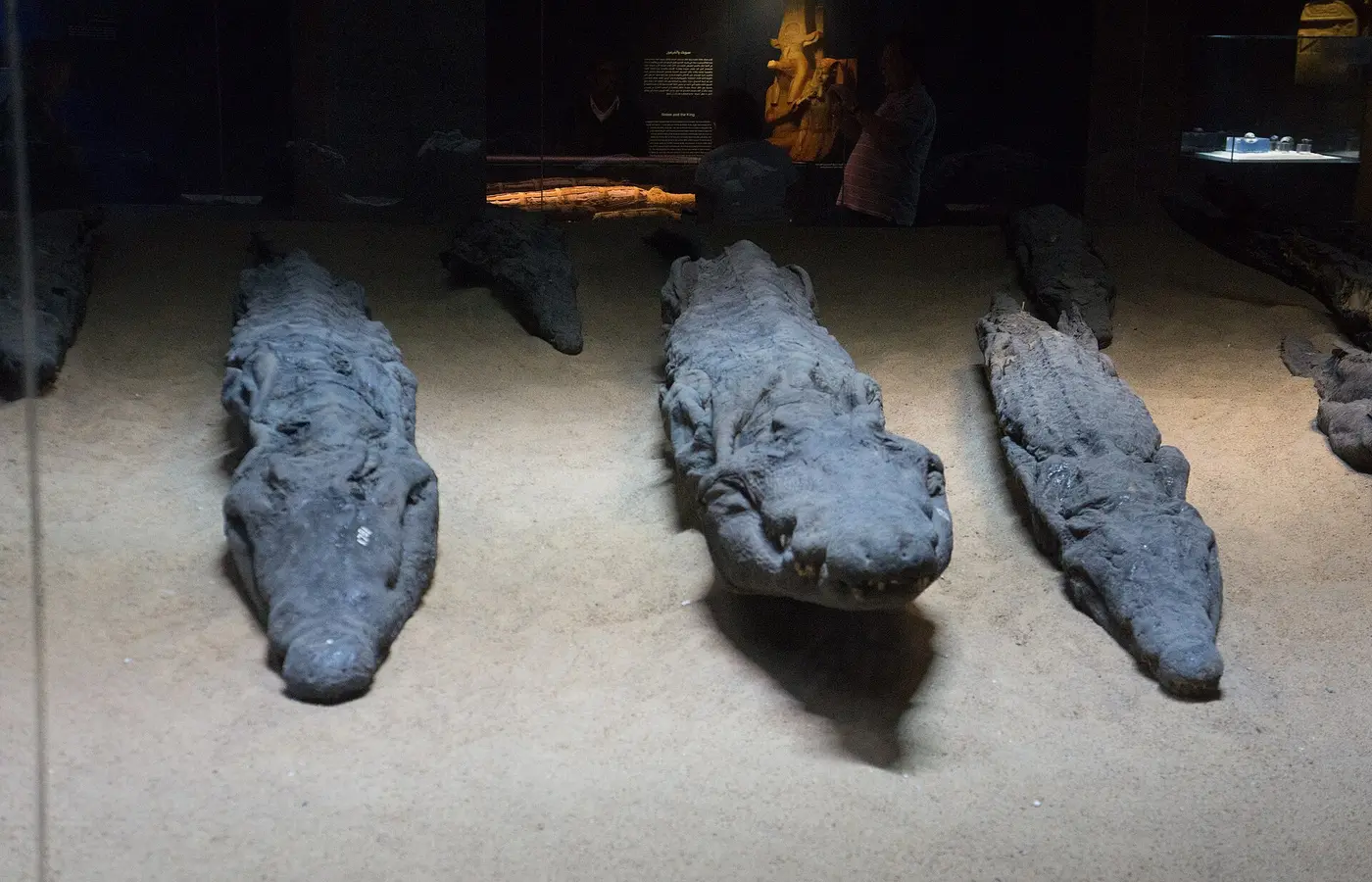 Mummified crocodiles displayed in the Kom Ombo Crocodile Museum