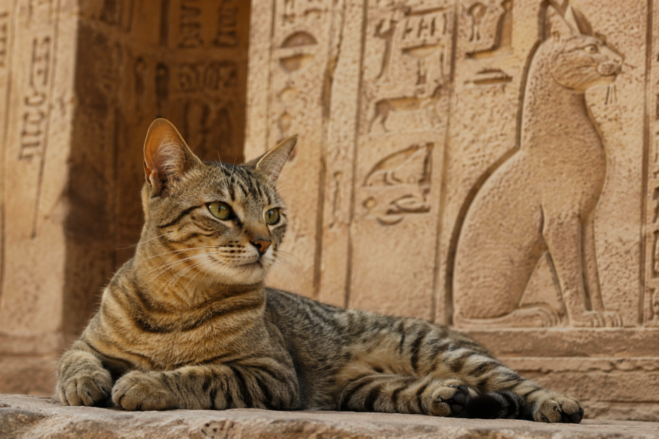 Ancient Egyptian Cats